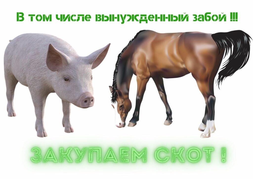 Закупаю скот для забоя!