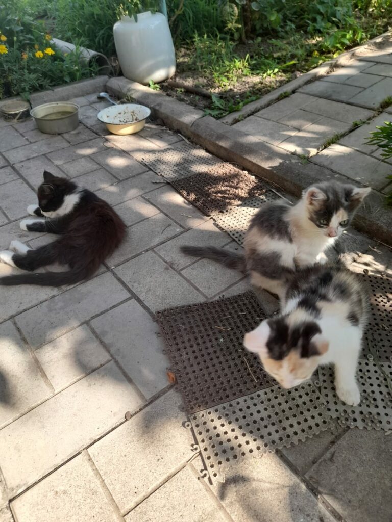 Котята в добрые руки