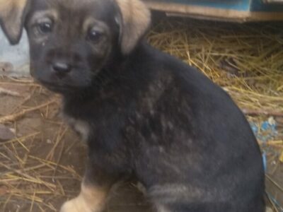 Щенята в добрые руки